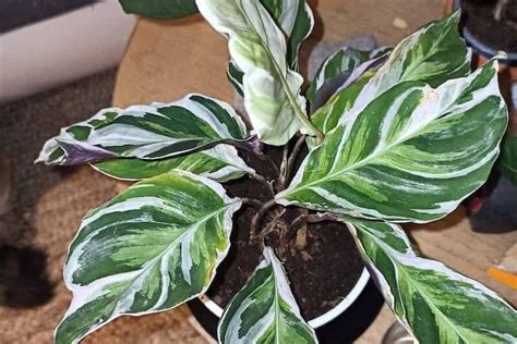 Calathea White Fusion Care The Ultimate Guide