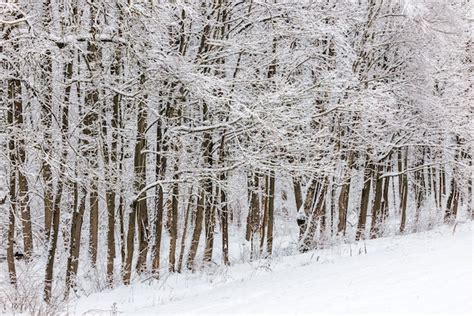 Árvores congeladas cobertas de neve no dia nublado de inverno na borda