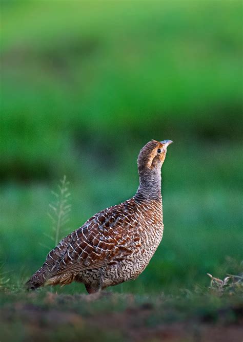 Grey Francolin Photos, Download The BEST Free Grey Francolin Stock ...