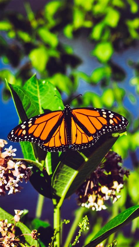 Butterfly Aesthetic Wallpaper Gif : You Give Me Butterflies | Valle de bravo, Aesthetic gif ...