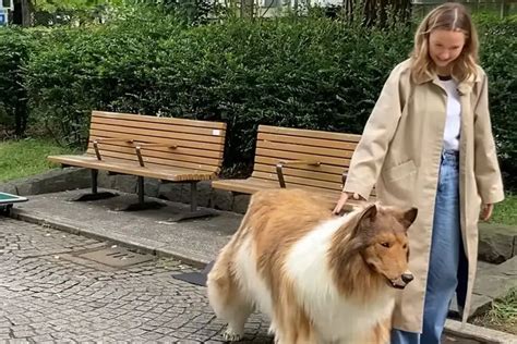 Foto Pria Jepang Yang Berubah Jadi Anjing Go Public Untuk Pertama Kali