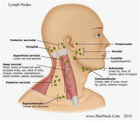 Cancer swollen lymph nodes - mainforlife