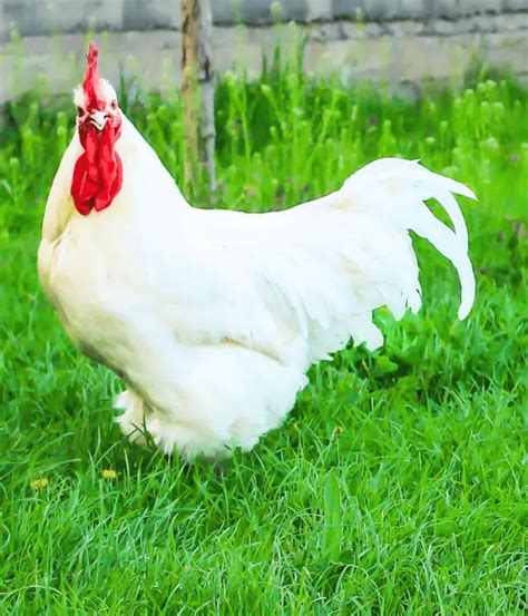 Bresse Chicken Breed: Eggs, Size, Temperament, Pictures