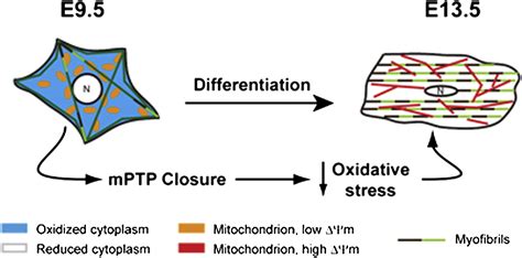 The Permeability Transition Pore Controls Cardiac Mitochondrial