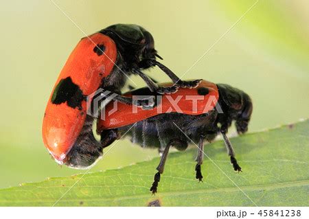 Two Orange Beetles Are Having Sex Pixta