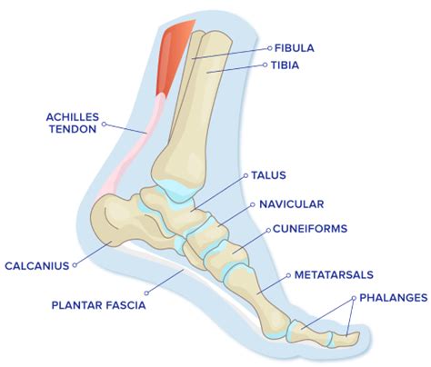 foot ankle injury malaysia types treatment diagnosis sjmc