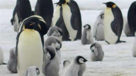 Antarctica Satellite Imagery Discovers More Emperor Penguin