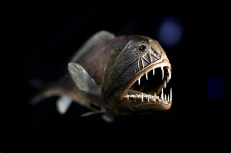 Fangtooth - Fishes World - HD Images & Free Photos