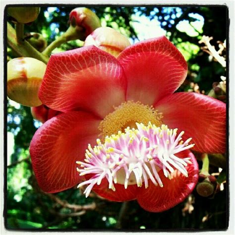 Pin on FLORA: Flowers rarely seen