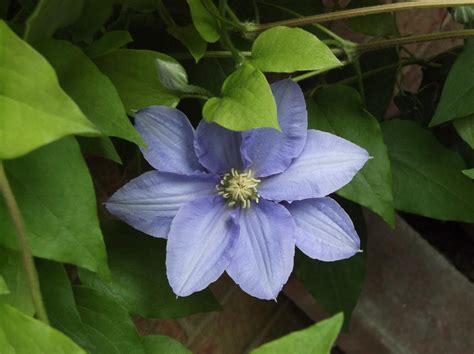 Clematis 2 By Shadows Stock On Deviantart