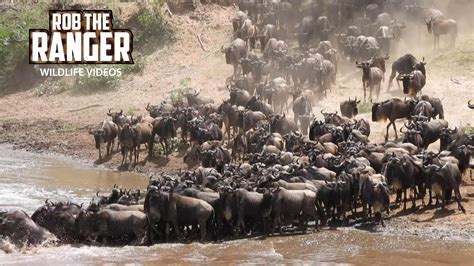 Mara River Wildebeest Crossing Great Migration Maasai Mara Safari