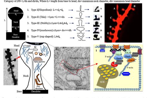 Figure From Molecular Regulation Of Dendritic Spine Dynamics And