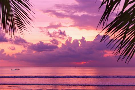 Purple Sunset Palm Tree Images – Browse 9,291 Stock Photos, Vectors, and Video | Adobe Stock