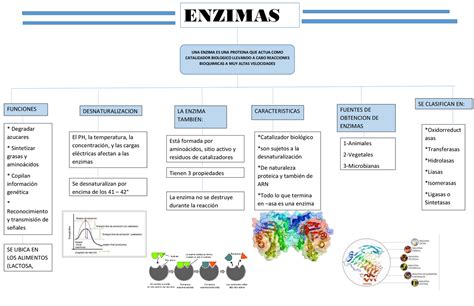 Mapa Conceptual Sobre Las Enzimas Esquemas Y Mapas Conceptuales De