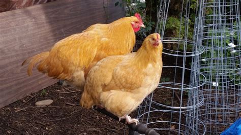 Week Old Buff Orpington Hen Or Roo Page Backyard Chickens