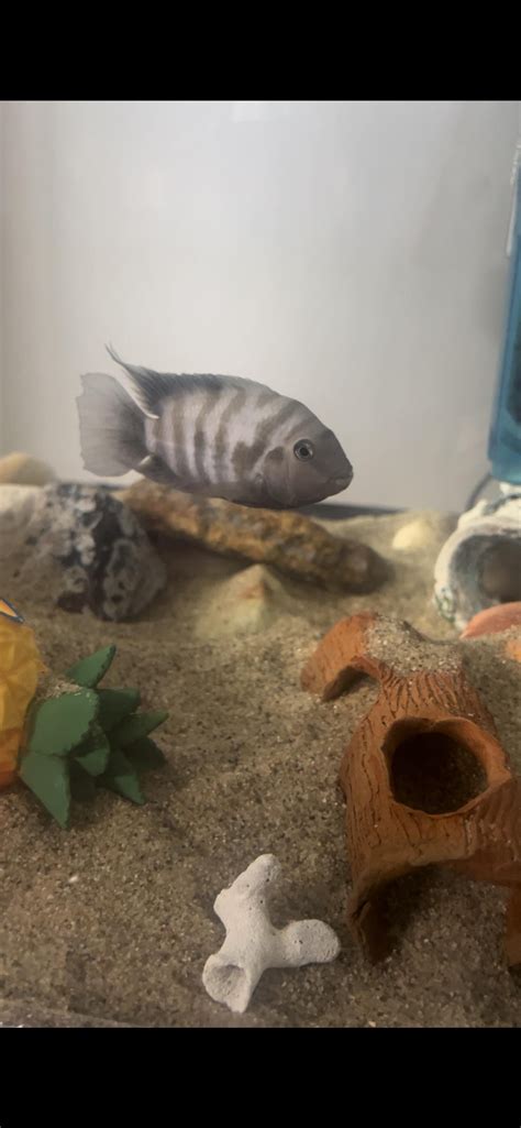 Help To Identify Sex R Cichlid