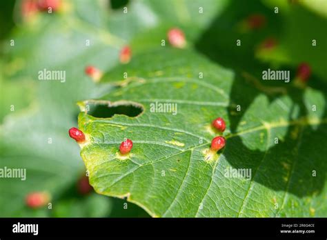 Maple Bladder Galls Red Rounded Swellings On The Upperside Of Maple Tree Leaves Caused By The