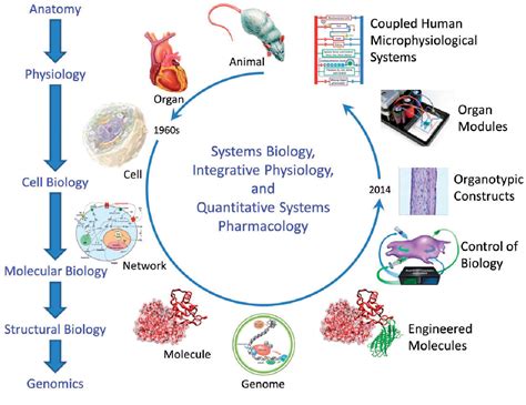 Figure From The Relevance And Potential Roles Of Microphysiological