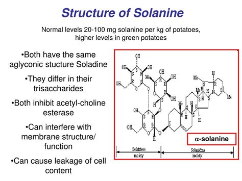 PPT Potatoes And The Intestinal Barrier PowerPoint Presentation Free