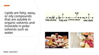 lipid  classification structure  properties