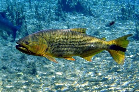 Peces CarnÍvoros Tipos Nombres Y Ejemplos