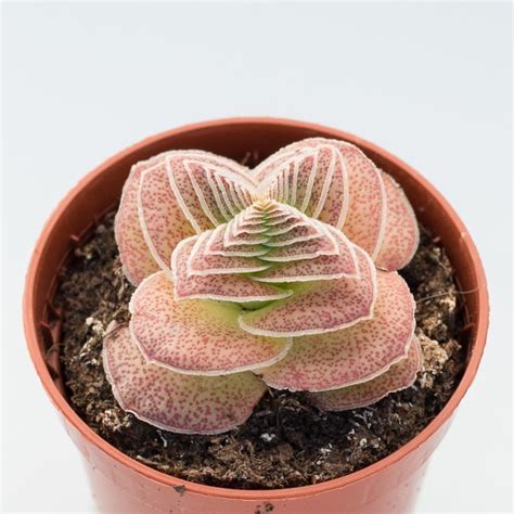 Crassula Capitella Var Turrita Suculandia