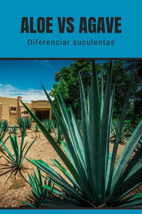 Diferenciar Agave Y Aloe Agaves Aloe Plants Plant Planets Aloe Vera