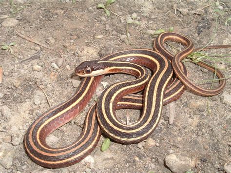 Eastern Ribbon Snake Snakes Of Louisiana BioDiversity4All