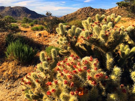 Cactus Flowers By Fosspathei On Deviantart