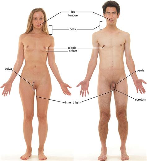 File Erogenous Zones Of An Adult Female And Adult Male Wikimedia