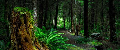 Download Wallpaper 2560x1080 Forest Path Trees Vancouver Island Canada Dual Wide 1080p Hd