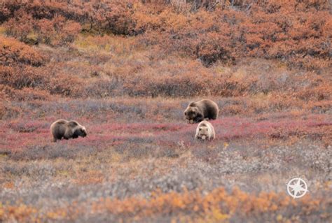 Denali National Park Road Lottery - Pebble PirouettePebble Pirouette