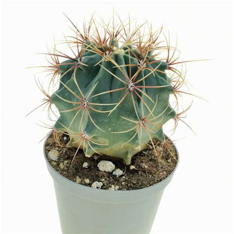 Ferocactus Histrix Cm Cactaceae Giromagi Vendita Piante Grasse