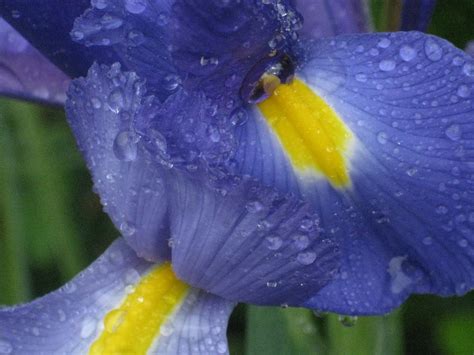 Two-Handed Stitcher: Friday Flowers: Blue Iris