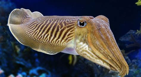 Cuttlefish Facts about Physique, Diet, Habitat etc