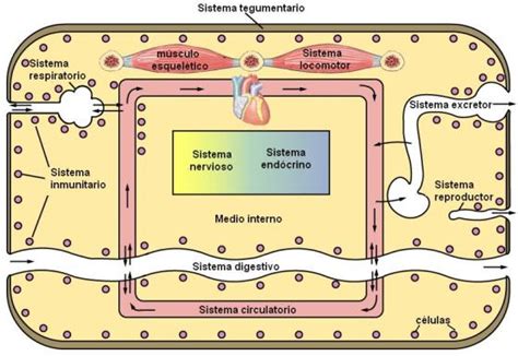 de la homeostasis cuaderno de cultura cientifica