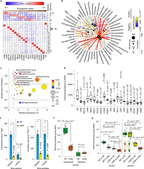 Host Transcriptome And Rhizosphere Microbiome Interactions Affecting