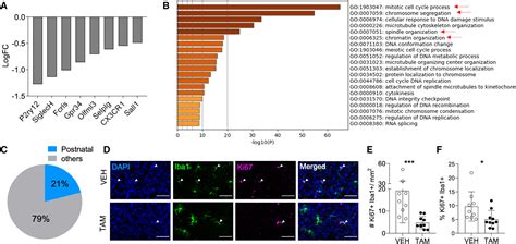 Cx3Cr1 Cre Induction Leads To Microglial Activation And IFN 1 Signaling