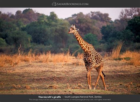 South Luangwa Wildlife Photos – Images & Pictures of South Luangwa ...