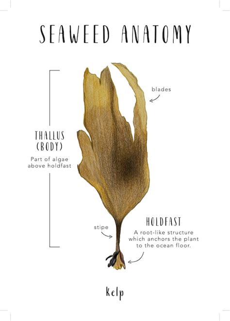 Seaweed Diagram