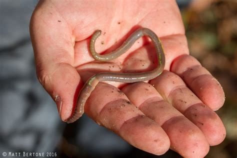 Jumping Worms Nc State Extension Publications