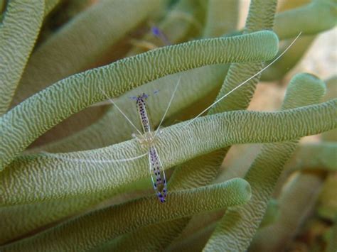 Pederson Cleaner Shrimp From Bonaire Caribbean Netherlands On March