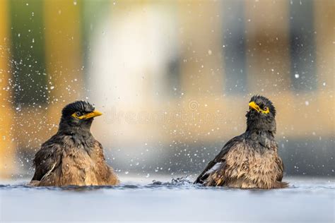 A Bird Bathes In A City Fountain In Jeddah The Common Myna