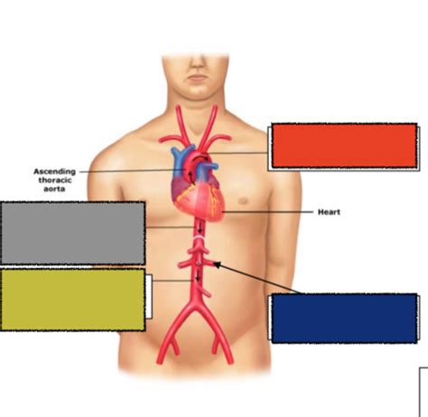 Anat And Phy Blood Vessels Arteries And Veins Flashcards Quizlet