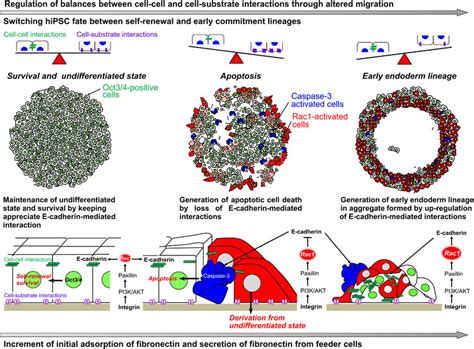 Schematic Illustration Showing Possible Mechanisms Of Hipsc Fate