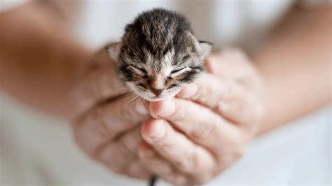 7 Places To Take Unwanted Kittens Near Me