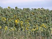 Category Sunflower Fields In Odesa Oblast Wikimedia Commons