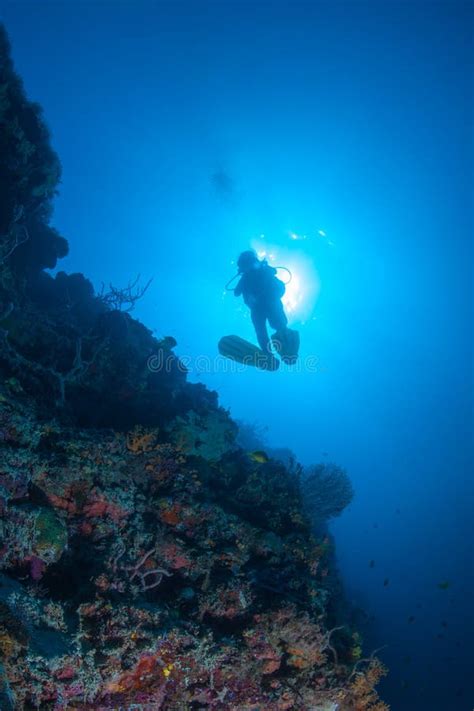 El Buceador Evalúa Un Cierto Coral Duro Y Una Esponja Del Barril Foto