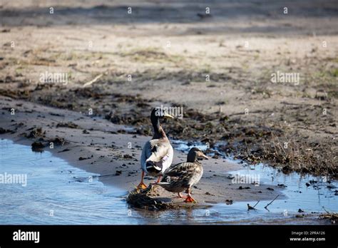 Mallard Drake and Hen Stock Photo - Alamy