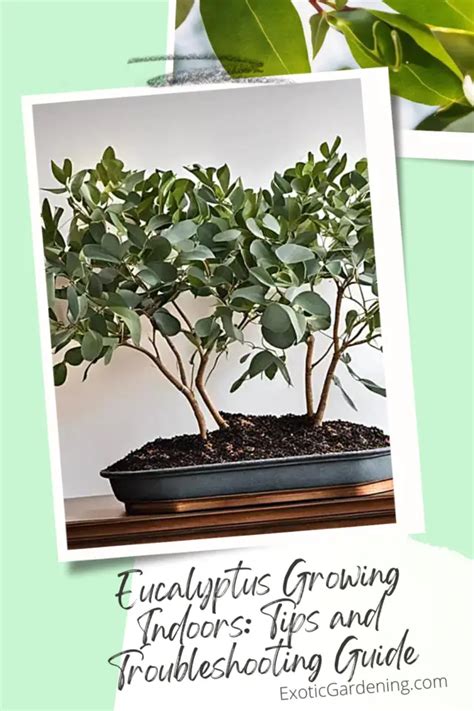 Eucalyptus Growing Indoors: Tips and Troubleshooting Guide - Exotic ...